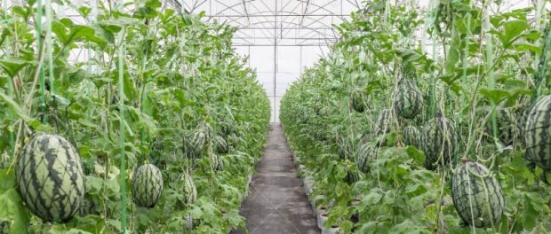 watermelon in greenhouse on field agriculture