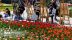 جشنواره گل کوکب در روستای آدران کرج برگزار می‌شود